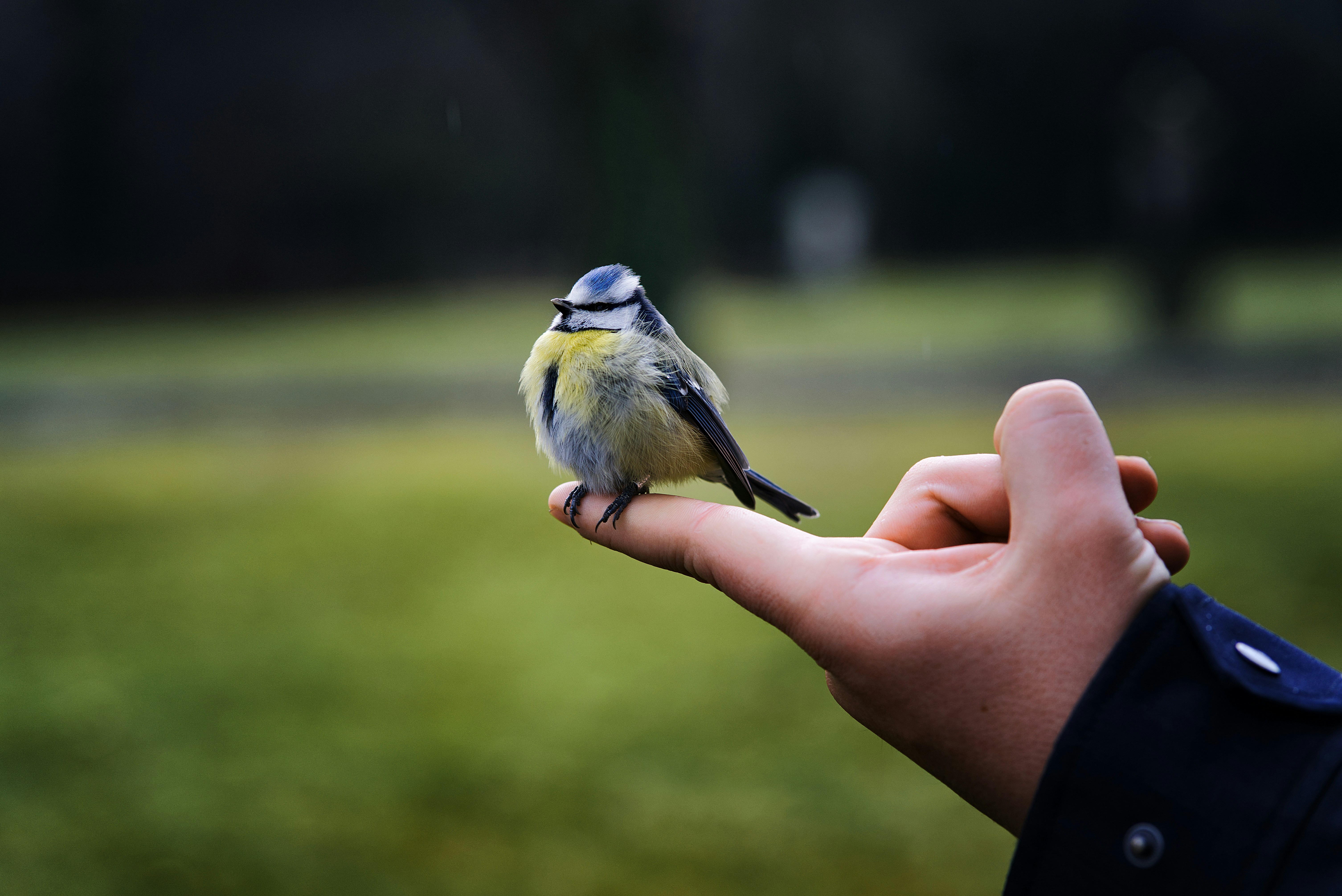 Picture of a titmouse